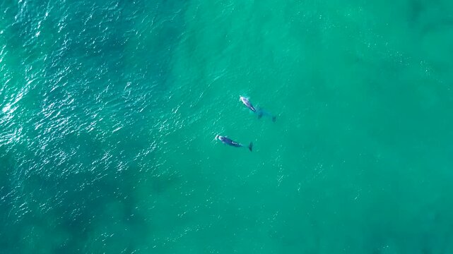 Drone aerial landscape of 3 dolphins swimming in pod gracefully through ocean wave swell across reef and sandbar at cove inlet at Shelly Beach NSW Central Coast Australia wildlife and marine tourism