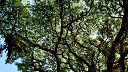 Fototapeta premium Foliage and branches laden with bright green leaves create a beautiful natural scene under the brilliant sunlight. A view from beneath the trees—suitable as a nature or outdoor background.
