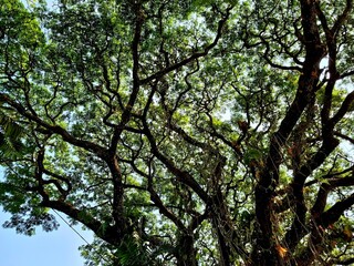 Fototapeta premium Foliage and branches laden with bright green leaves create a beautiful natural scene under the brilliant sunlight. A view from beneath the trees—suitable as a nature or outdoor background.