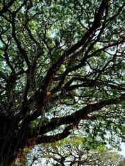 Fototapeta premium Foliage and branches laden with bright green leaves create a beautiful natural scene under the brilliant sunlight. A view from beneath the trees—suitable as a nature or outdoor background.