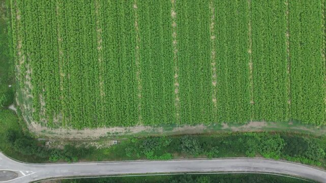 Agricultural farmland, Monticelli d'Ongina, Piacenza, Emilia-Romagna, Italy, revealing irrigated corn fields, rural access road, riparian woodland and cultivated parcels across the Po Valley, top-down
