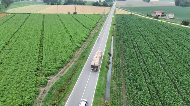 Garlic field surrounds a rural road where a tractor carries stacked hay bales near Piacenza, Emilia Romagna, Italy, with irrigation channels and farm buildings visible across the Po Valley