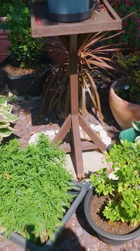 Potted garden plants on purple slate patio as camera pans right past lush greenery, hosta, hydrangea blooms and mixed containers in a small urban backyard garden. Vertical format.