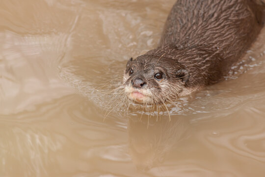 Otter swimming in dirty water