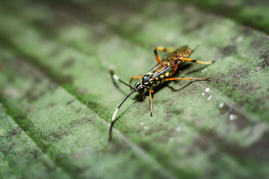 Ichneumon wasp or cryptanura, parasite, in green leaves