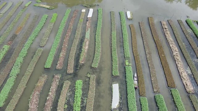 Aerial view of traditional floating vegetable gardens cultivated on water beds in the wetlands of Nazirpur, Barisal Division, Bangladesh.
