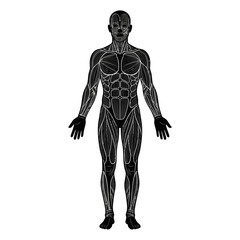 Fototapeta premium 3D Rendered Human Skeleton Anatomy Illustration with Muscles, Bones, Spine, Heart and Skull for Medical Science and Biology Visualization
