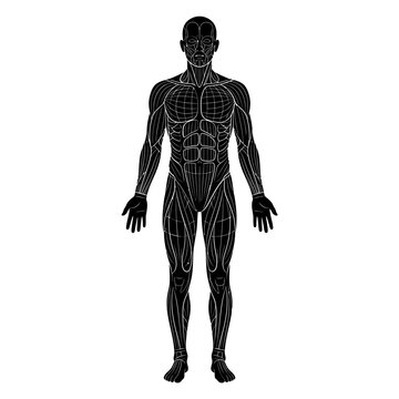 A highly detailed full body human anatomical silhouette front facing in a neutral standing pose with accurate human proportions
