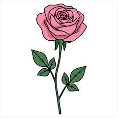 Fototapeta premium Detailed Pink Rose Flower Drawing with Green Leaves