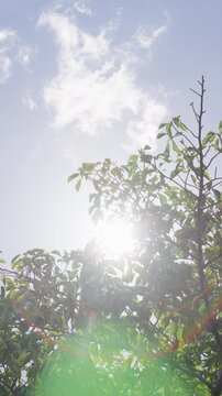 風に揺れる木の葉の間で光る太陽の光