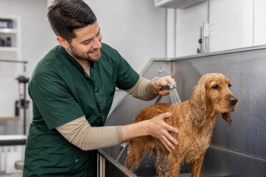 Male groomer washing golden retriever dog in professional pet grooming salon setting