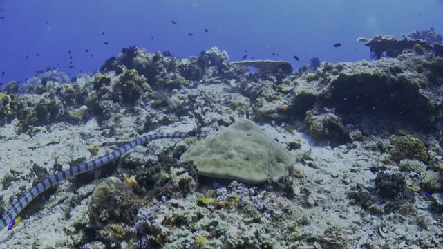 Wide view of a female blue-headed banded sea krait, Laticauda laticaudata, searching beneath a rock for hidden prey on a Raja Ampat reef.