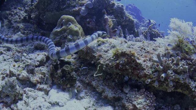 A female blue-headed banded sea krait, Laticauda laticaudata, about 1.5 meters long searches between rocks for prey on a Raja Ampat coral reef.