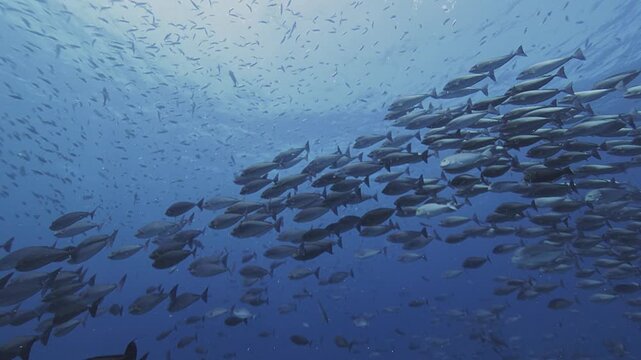 A dense school of black snappers, Macolor niger, crosses the blue water above a Raja Ampat reef, forming a large coordinated aggregation.