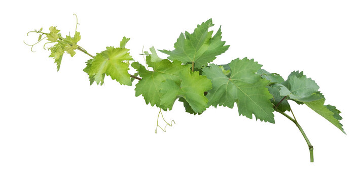Grape branch on transparent background.Grapevine.