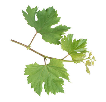Grape branch on transparent background.Grapevine.