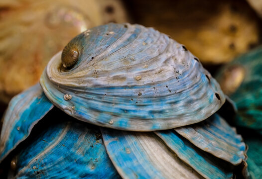 Beautiful sky-blue abalone shells stacked