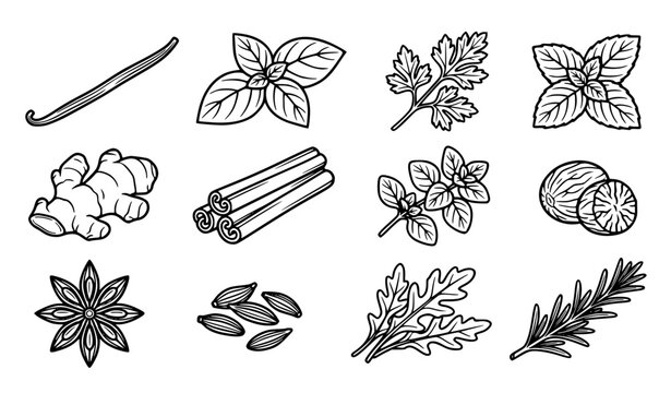 Culinary herbs and spices vector collection with basil mint rosemary ginger cinnamon and vanilla