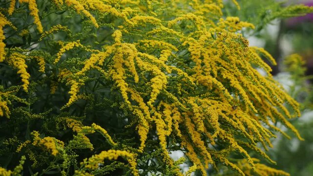 Bright yellow goldenrod flowers blooming among green foliage in a summer garden, lush ornamental plant attracting pollinating insects.