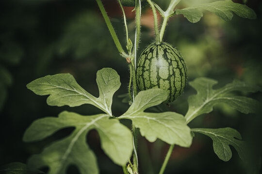 Small green watermelon growing on vine surrounded by large green leaves in a garden setting, showcasing the natural growth process of this fruit