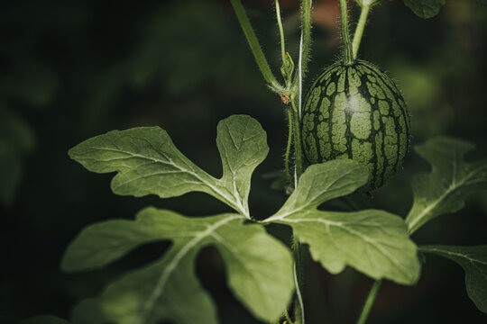 Small green watermelon growing on vine surrounded by large green leaves in a garden setting with soft natural lighting illuminating the scene