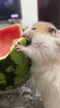 A cute fluffy hamster eating a fresh slice of juicy watermelon