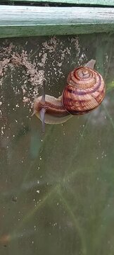 Close-up of a garden snail crawling on a weathered green surface. Detailed spiral shell, tentacles and textured body, natural wildlife scene, slow movement and macro nature concept.