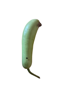 Fresh Green Bottle Gourd (Lauki) Isolated on White Background