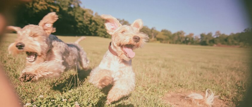 Two curly-coated terriers bounding across a sunny park lawn, spirited and joyful with damp grass and mud flecks, for pet care and veterinary marketing