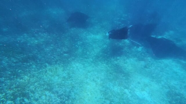 Majestic Manta Ray Swimming Beneath the Surface in Labuan Bajo