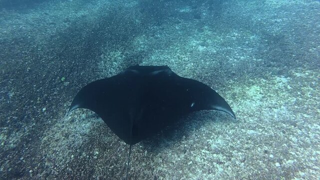 Manta Ray Exploring the Underwater World of Labuan Bajo, Indonesia