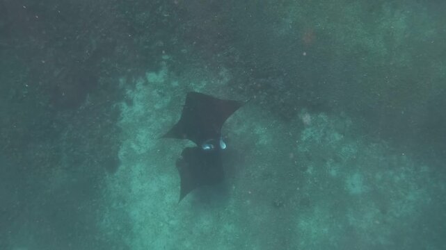 Manta Ray Gliding Through Clear Tropical Waters in Labuan Bajo, Indonesia