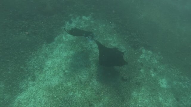 Underwater Manta Ray Wildlife Footage from Labuan Bajo, Indonesia