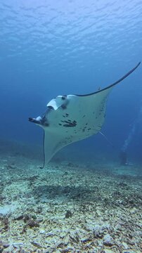 Manta Ray Passing Over the Seabed Underwater in Labuan Bajo, Indonesia