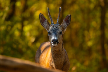 Roebuck in the woods. © pityke70