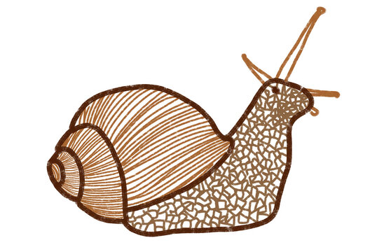 Detailed hand drawn illustration of a garden snail with textured shell and body patterns isolated on transparent background for nature themes and creative artistic graphic design projects