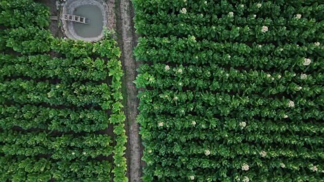Top down aerial view of green tobacco plantation with blooming flowers and irrigation pond