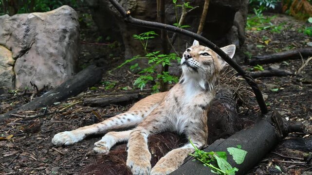 A cute lynx with distinctive tufted ears lies among leafy green plants and rocks in the zoo