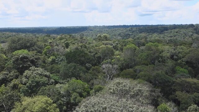 Lush thick tropical Amazon rainforest canopy Brazil