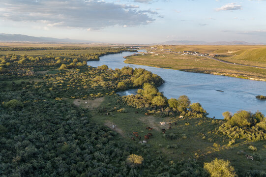 Aerial View of Sunset over Zhaosu Wetland Park in Ili, Xinjiang: Golden Light on Tekes River, Grazing Horses and Peaceful Summer Pasture