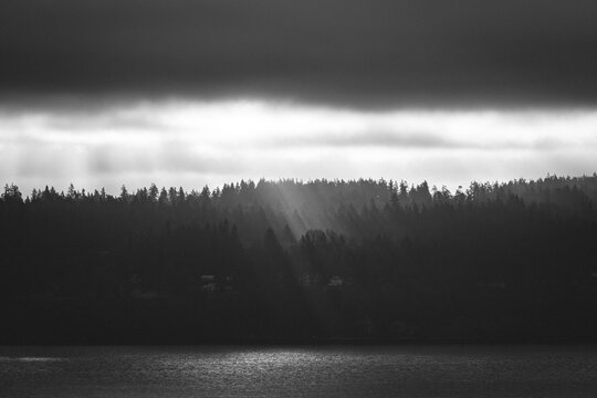 Sun Rays Streaming Through Misty Pine Forest at Sunrise, Atmospheric Landscape Photography