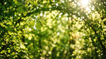 Fototapeta premium Sun rays through vibrant green tree leaves canopy.