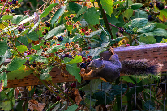 Douglas Squirrel Perched on Branch Eating Ripe Blackberry, Pacific Northwest Wildlife