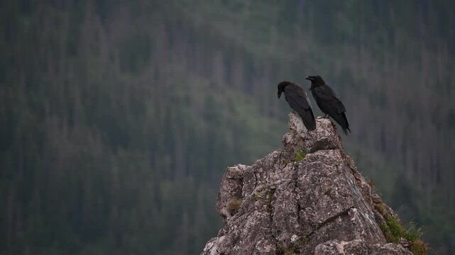 Steady 4K Shot of Two Crows on Rock in Tatra Mountains Symbol of Wisdom, Omen and Odin&rsquo;s Ravens near Zakopane