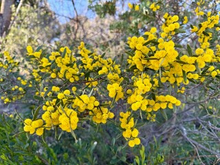 Fototapeta premium Pincushion Wattle in Flower Australian Native Flora Western Australia