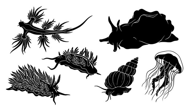 Glaucus Atlanticus Sea Dragon Silhouette Set with Nudibranch, Sea Hare, Sea Snail, Jellyfish and Marine Mollusk Species