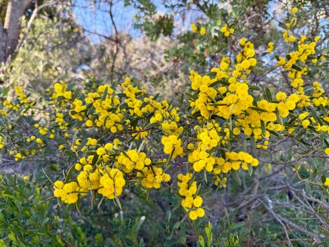 Australian Native Wattle in Flower Golden Yellow Native Flora
