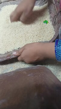 Close up of woman hand cleaning and scattering raw rice grains on traditional winnowing tray