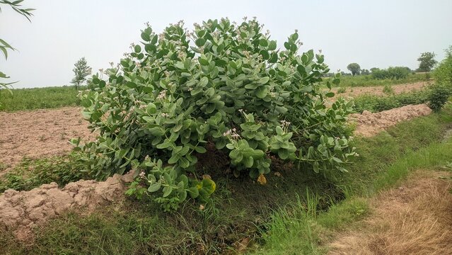 Blooming calotropis procera bush growing along field border outdoor photo for wild flora botany and rural agriculture concept