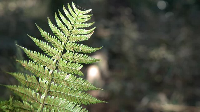 Sunlit Green Fern Leaf in a Tokyo Forest
